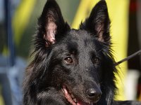 GR 03a CAC-H Black Heartbreaker's Crazy like Anouk